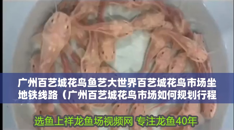 廣州百藝城花鳥魚藝大世界百藝城花鳥市場坐地鐵線路（廣州百藝城花鳥市場如何規劃行程）