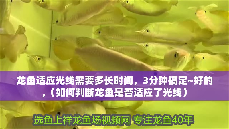 龍魚適應光線需要多長時間，3分鐘搞定~好的,（如何判斷龍魚是否適應了光線） 龍魚適應光線需要多長時間，3分鐘搞定~好的,（如何判斷龍魚是否適應了光線） 龍魚百科