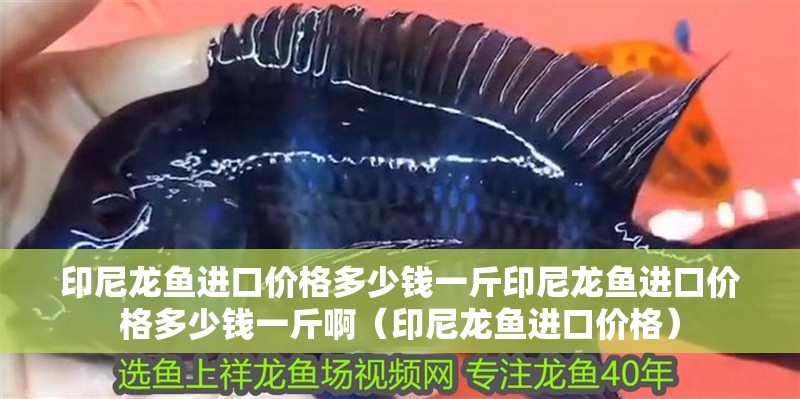 印尼龍魚進口價格多少錢一斤印尼龍魚進口價格多少錢一斤啊（印尼龍魚進口價格）