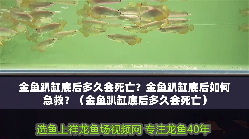 金魚趴缸底后多久會死亡？金魚趴缸底后如何急救？（金魚趴缸底后多久會死亡） 金魚趴缸底后多久會死亡？金魚趴缸底后如何急救？（金魚趴缸底后多久會死亡） 龍魚百科