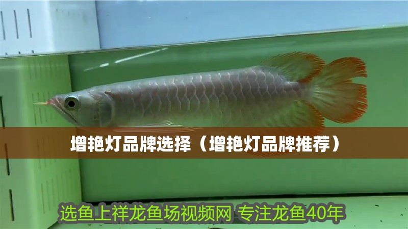 增艷燈品牌選擇（增艷燈品牌推薦）