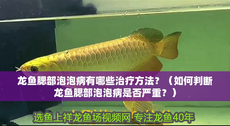 龍魚腮部泡泡病有哪些治療方法？（如何判斷龍魚腮部泡泡病是否嚴(yán)重？）