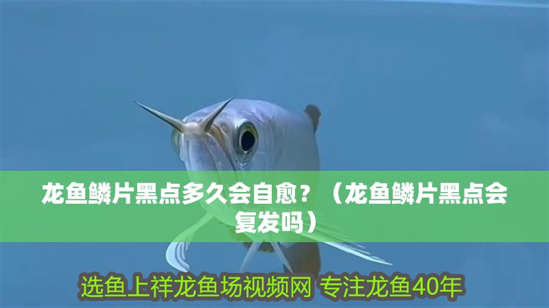 龍魚鱗片黑點多久會自愈？（龍魚鱗片黑點會復發嗎） 龍魚鱗片黑點多久會自愈？（龍魚鱗片黑點會復發嗎） 龍魚百科