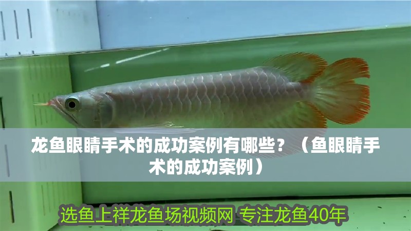龍魚眼睛手術的成功案例有哪些？（魚眼睛手術的成功案例）