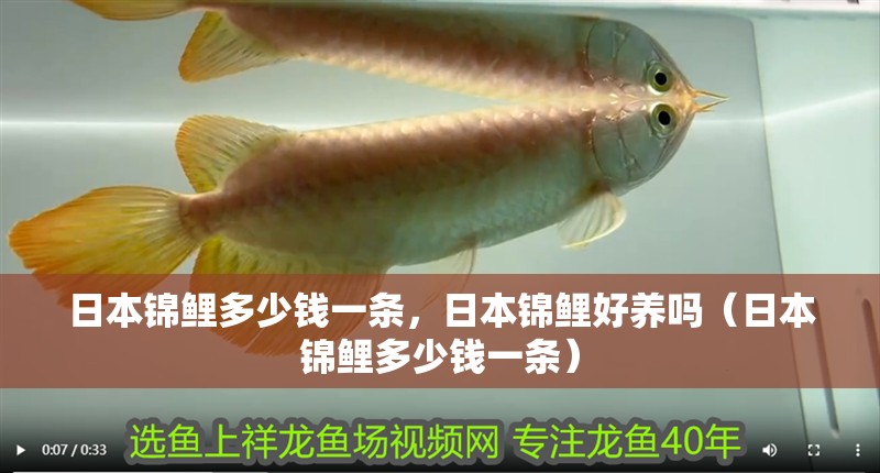 日本錦鯉多少錢一條，日本錦鯉好養(yǎng)嗎（日本錦鯉多少錢一條）
