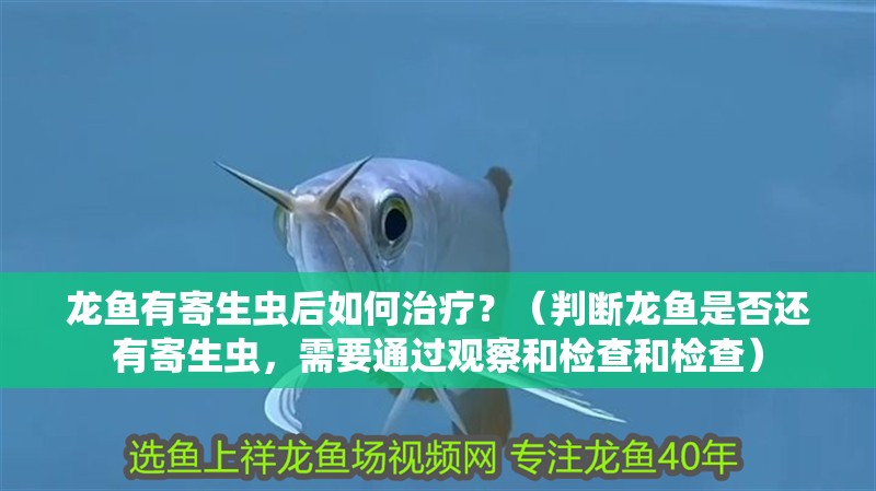 龍魚有寄生蟲后如何治療？（判斷龍魚是否還有寄生蟲，需要通過觀察和檢查和檢查）