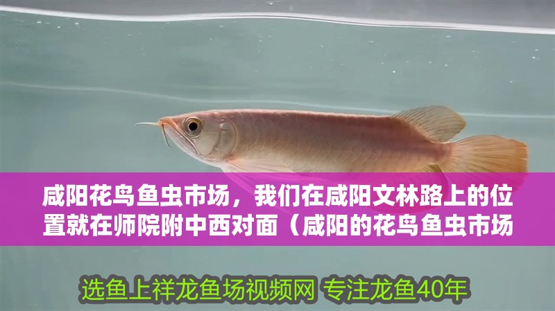咸陽花鳥魚蟲市場，我們在咸陽文林路上的位置就在師院附中西對面（咸陽的花鳥魚蟲市場）