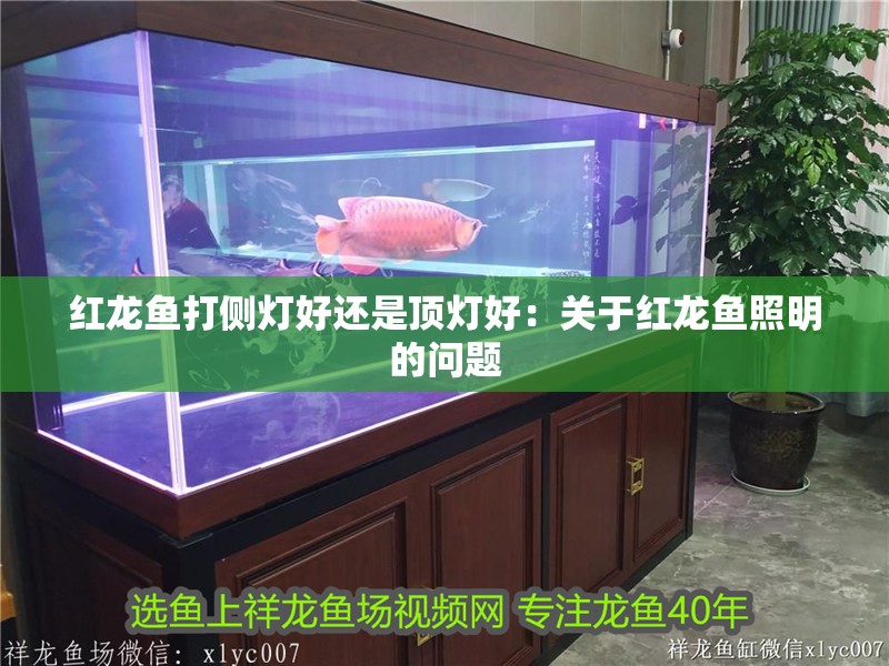 紅龍魚打側燈好還是頂燈好：關于紅龍魚照明的問題