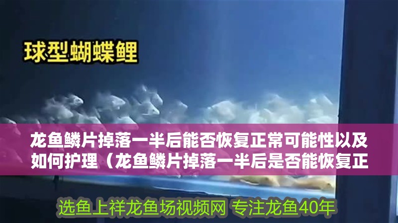 龍魚鱗片掉落一半后能否恢復正常可能性以及如何護理（龍魚鱗片掉落一半后是否能恢復正常可能性，如何護理）