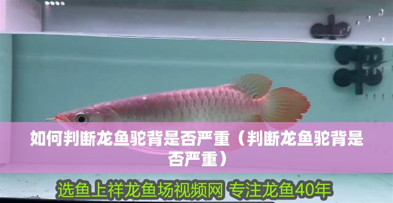 如何判斷龍魚(yú)駝背是否嚴(yán)重（判斷龍魚(yú)駝背是否嚴(yán)重） 如何判斷龍魚(yú)駝背是否嚴(yán)重（判斷龍魚(yú)駝背是否嚴(yán)重） 龍魚(yú)百科