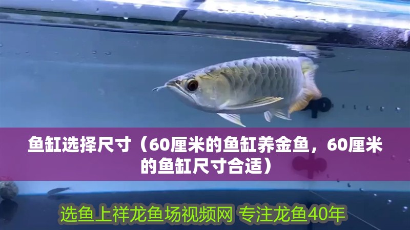 魚缸選擇尺寸（60厘米的魚缸養(yǎng)金魚，60厘米的魚缸尺寸合適）