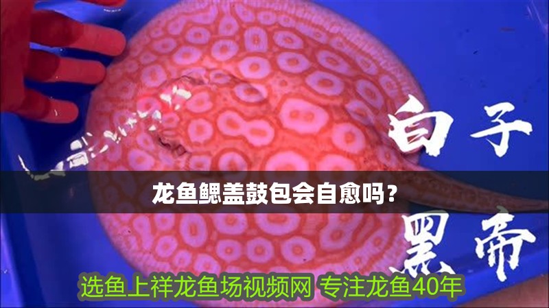 龍魚鰓蓋鼓包會自愈嗎？
