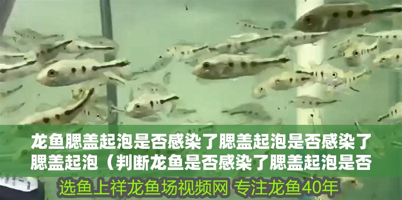 龍魚腮蓋起泡是否感染了腮蓋起泡是否感染了腮蓋起泡（判斷龍魚是否感染了腮蓋起泡是否感染了腮蓋起泡）