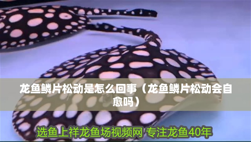 龍魚鱗片松動是怎么回事（龍魚鱗片松動會自愈嗎）