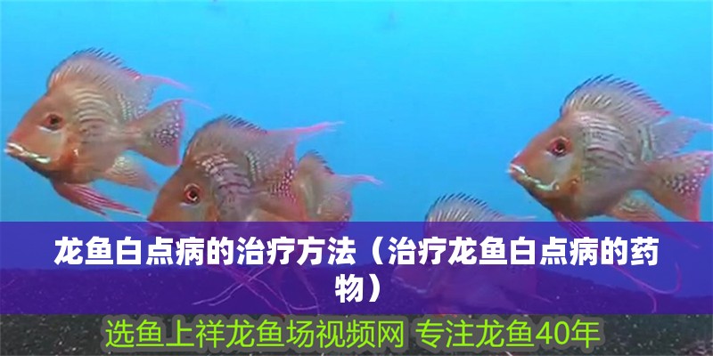 龍魚白點病的治療方法（治療龍魚白點病的藥物） 龍魚白點病的治療方法（治療龍魚白點病的藥物） 龍魚百科