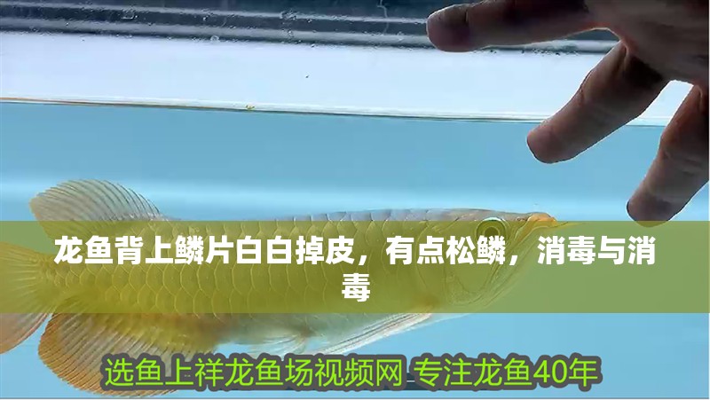 龍魚背上鱗片白白掉皮，有點松鱗，消毒與消毒