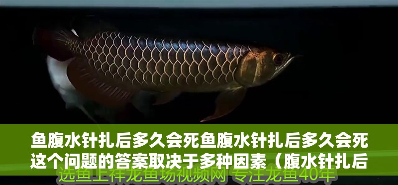 魚腹水針扎后多久會死魚腹水針扎后多久會死這個問題的答案取決于多種因素（腹水針扎后多久會死？）