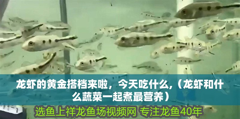 龍蝦的黃金搭檔來啦，今天吃什么,（龍蝦和什么蔬菜一起煮最營養）