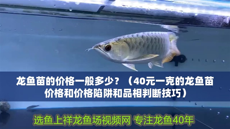 龍魚(yú)苗的價(jià)格一般多少？（40元一克的龍魚(yú)苗價(jià)格和價(jià)格陷阱和品相判斷技巧） 龍魚(yú)苗的價(jià)格一般多少？（40元一克的龍魚(yú)苗價(jià)格和價(jià)格陷阱和品相判斷技巧） 龍魚(yú)百科