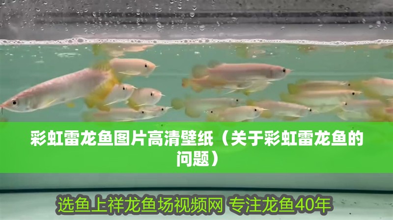 彩虹雷龍魚圖片高清壁紙（關于彩虹雷龍魚的問題）