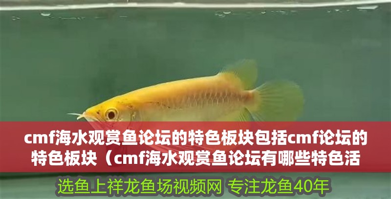 cmf海水觀賞魚論壇的特色板塊包括cmf論壇的特色板塊（cmf海水觀賞魚論壇有哪些特色活動？）