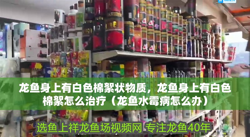 龍魚身上有白色棉絮狀物質(zhì)，龍魚身上有白色棉絮怎么治療（龍魚水霉病怎么辦）