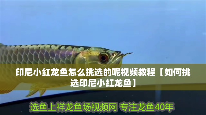 印尼小紅龍魚怎么挑選的呢視頻教程【如何挑選印尼小紅龍魚】
