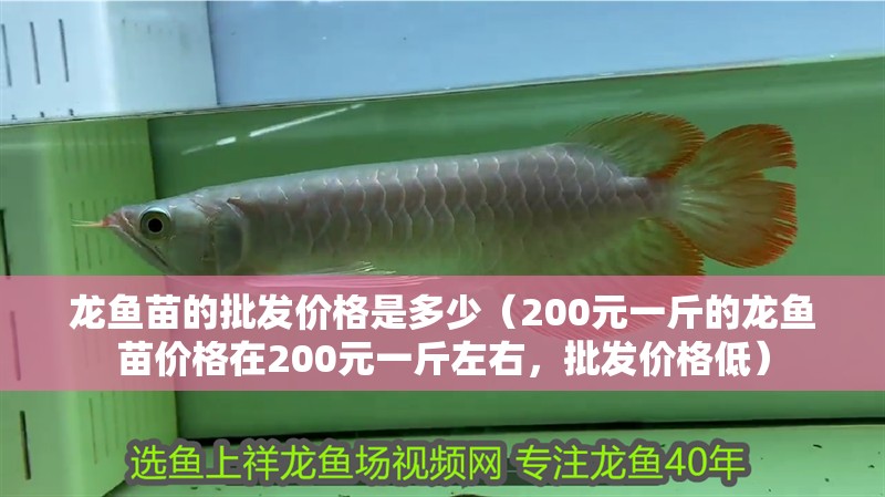 龍魚苗的批發價格是多少（200元一斤的龍魚苗價格在200元一斤左右，批發價格低）