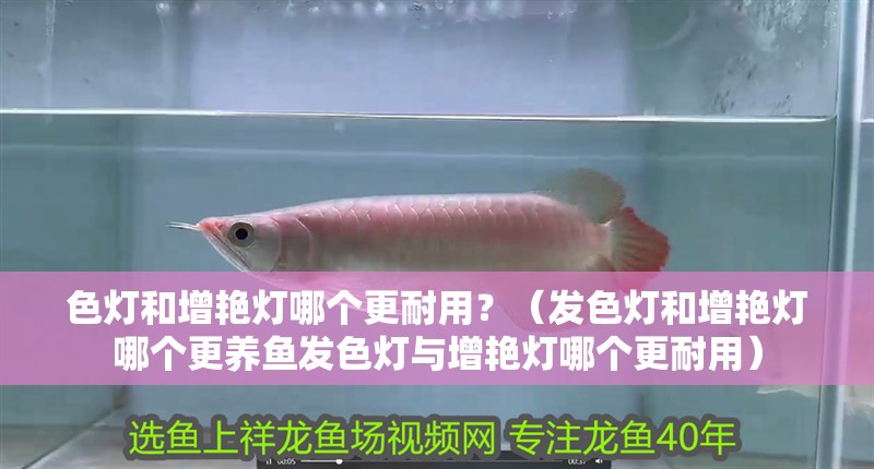 色燈和增艷燈哪個更耐用？（發色燈和增艷燈哪個更養魚發色燈與增艷燈哪個更耐用）