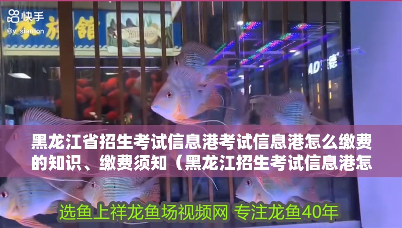 黑龍江省招生考試信息港考試信息港怎么繳費的知識、繳費須知（黑龍江招生考試信息港怎么繳費） 黑龍江省招生考試信息港考試信息港怎么繳費的知識、繳費須知（黑龍江招生考試信息港怎么繳費） 觀賞魚百科
