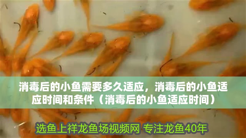 消毒后的小魚需要多久適應，消毒后的小魚適應時間和條件（消毒后的小魚適應時間）