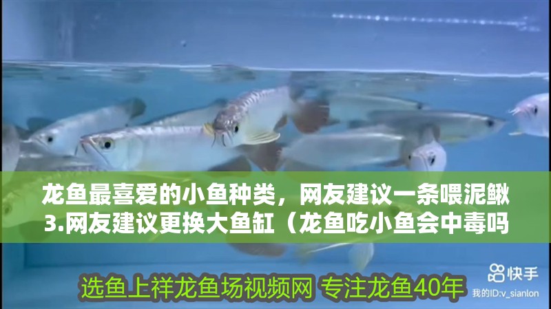 龍魚最喜愛的小魚種類，網(wǎng)友建議一條喂泥鰍3.網(wǎng)友建議更換大魚缸（龍魚吃小魚會中毒嗎）