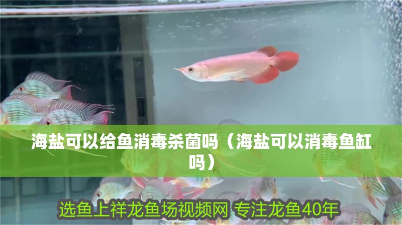 海鹽可以給魚消毒殺菌嗎（海鹽可以消毒魚缸嗎）