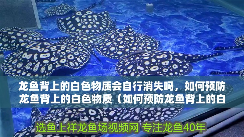 龍魚背上的白色物質會自行消失嗎，如何預防龍魚背上的白色物質（如何預防龍魚背上的白色物質）