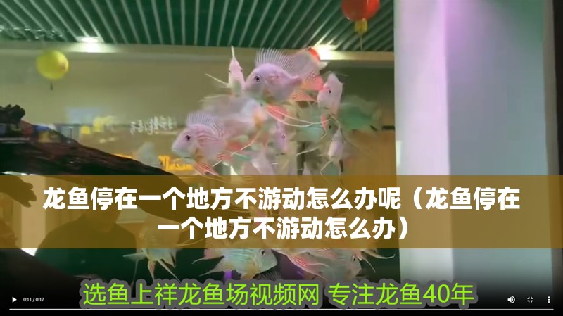 龍魚停在一個地方不游動怎么辦呢（龍魚停在一個地方不游動怎么辦）