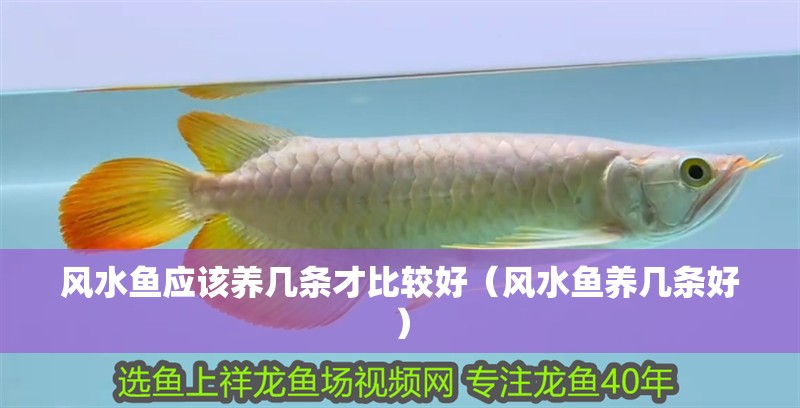 風(fēng)水魚應(yīng)該養(yǎng)幾條才比較好（風(fēng)水魚養(yǎng)幾條好）