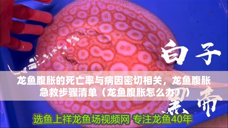 龍魚腹脹的死亡率與病因密切相關，龍魚腹脹急救步驟清單（龍魚腹脹怎么辦？）