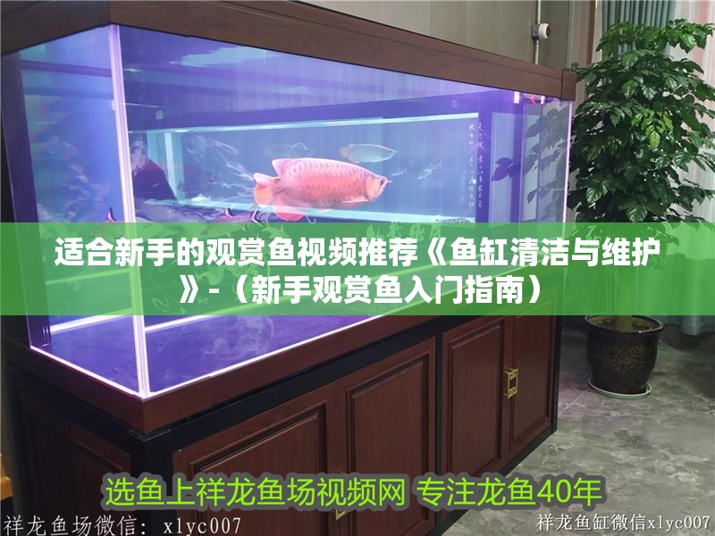 適合新手的觀賞魚視頻推薦《魚缸清潔與維護》-（新手觀賞魚入門指南）
