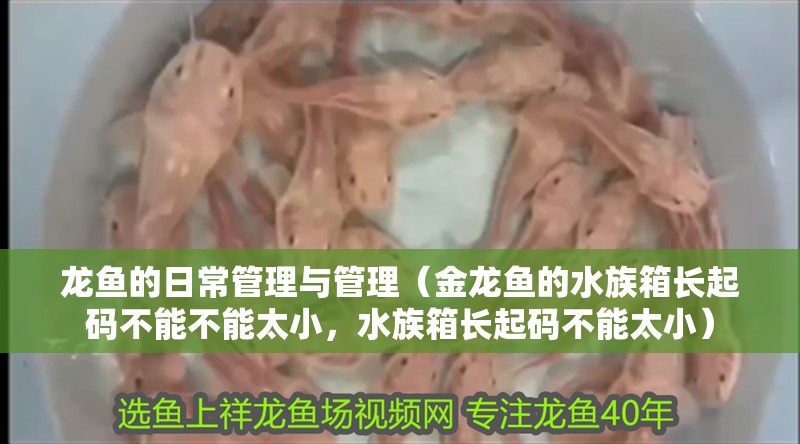 龍魚的日常管理與管理（金龍魚的水族箱長起碼不能不能太小，水族箱長起碼不能太小）
