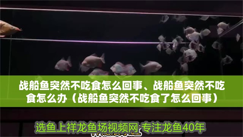 戰(zhàn)船魚(yú)突然不吃食怎么回事、戰(zhàn)船魚(yú)突然不吃食怎么辦（戰(zhàn)船魚(yú)突然不吃食了怎么回事）