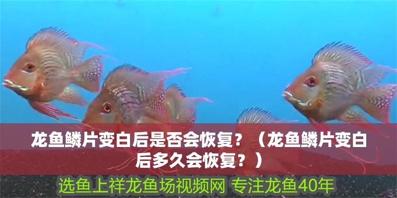 龍魚鱗片變白后是否會恢復？（龍魚鱗片變白后多久會恢復？）