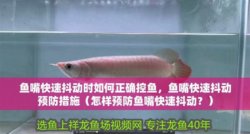 魚嘴快速抖動時如何正確控魚，魚嘴快速抖動預防措施（怎樣預防魚嘴快速抖動？） 魚嘴快速抖動時如何正確控魚，魚嘴快速抖動預防措施（怎樣預防魚嘴快速抖動？） 龍魚百科