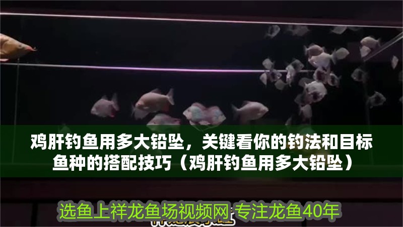 雞肝釣魚用多大鉛墜，關鍵看你的釣法和目標魚種的搭配技巧（雞肝釣魚用多大鉛墜）