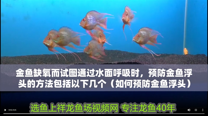 金魚缺氧而試圖通過水面呼吸時，預(yù)防金魚浮頭的方法包括以下幾個（如何預(yù)防金魚浮頭） 金魚缺氧而試圖通過水面呼吸時，預(yù)防金魚浮頭的方法包括以下幾個（如何預(yù)防金魚浮頭） 龍魚百科
