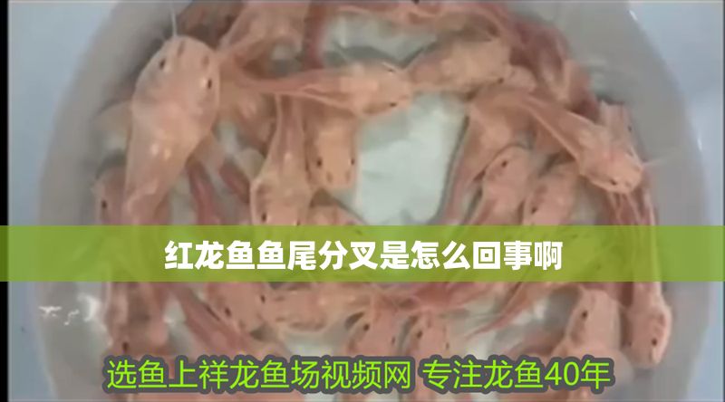 紅龍魚(yú)魚(yú)尾分叉是怎么回事啊 紅龍魚(yú)魚(yú)尾分叉是怎么回事啊 龍魚(yú)百科 第2張