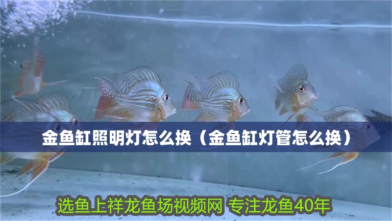 鸚鵡魚和銀龍魚混養(yǎng)怎樣喂食 金魚缸照明燈怎么換(金魚缸燈管怎么換) 觀賞魚百科 金魚缸照明燈怎么換(金魚缸燈管怎么換) 金魚缸照明燈怎么換(金魚缸燈管怎么換) 觀賞魚百科