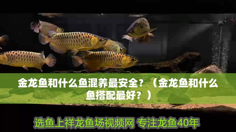 金龍魚和什么魚混養最安全？（金龍魚和什么魚搭配最好？） 金龍魚和什么魚混養最安全？（金龍魚和什么魚搭配最好？） 龍魚百科