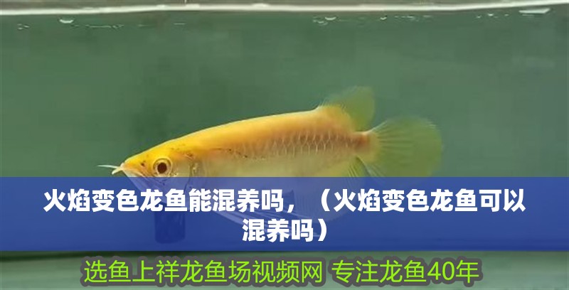 火焰變色龍魚能混養嗎，（火焰變色龍魚可以混養嗎）