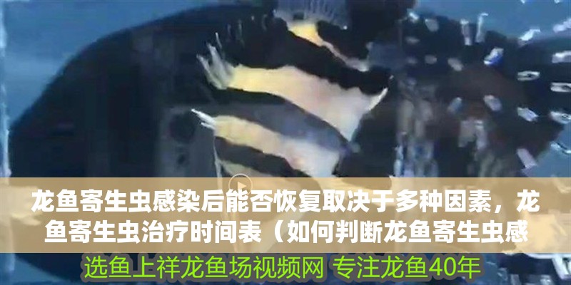 龍魚寄生蟲感染后能否恢復取決于多種因素，龍魚寄生蟲治療時間表（如何判斷龍魚寄生蟲感染需要多長時間？）