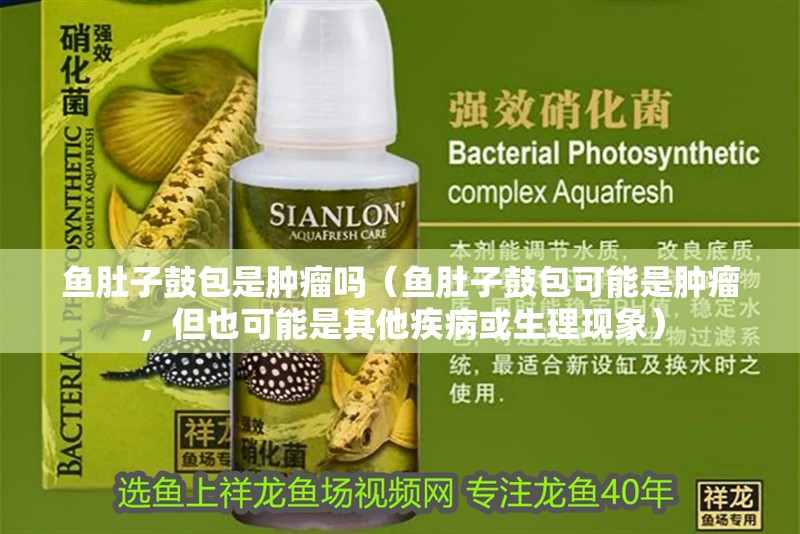 魚肚子鼓包是腫瘤嗎（魚肚子鼓包可能是腫瘤，但也可能是其他疾病或生理現象） 魚肚子鼓包是腫瘤嗎（魚肚子鼓包可能是腫瘤，但也可能是其他疾病或生理現象） 龍魚百科